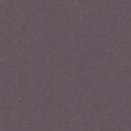 Ellora, English Violet
